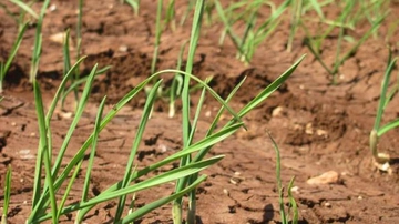 Sarımsak Dikimi Ekimi ve Bakımı