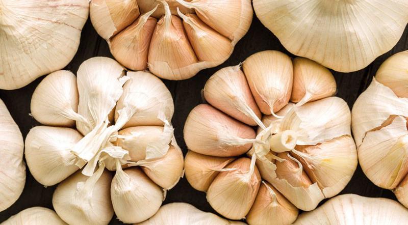 Sarımsak Antibiyotik Kullanımı ve Faydaları Nelerdir?