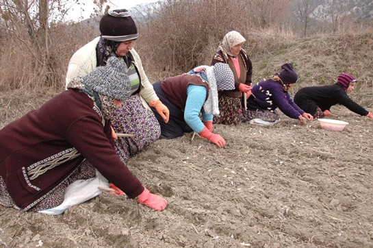 Sarmsak Ekimi